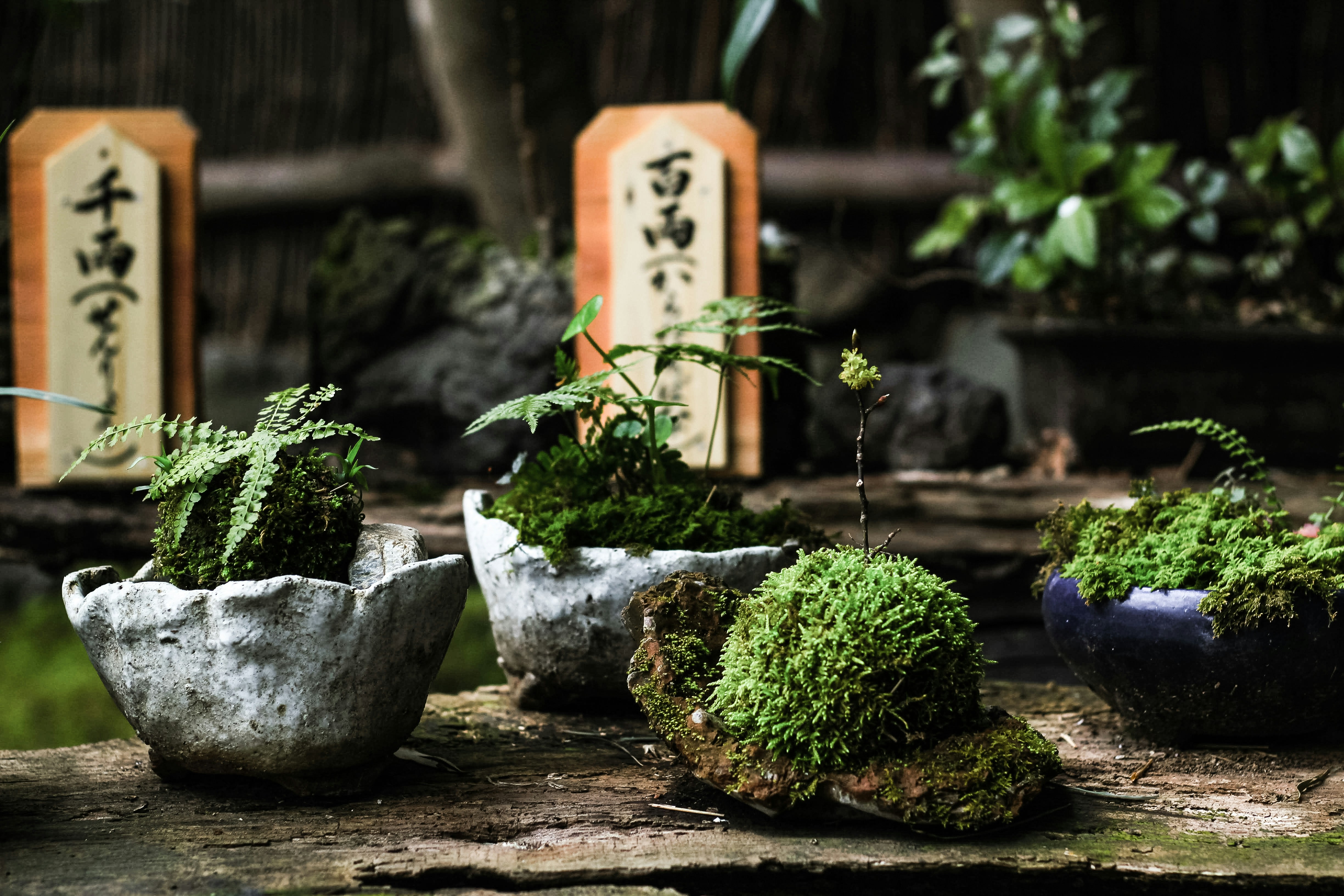 Photo by nutmeganginger