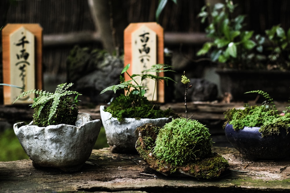 Plante verte sur pot en béton gris