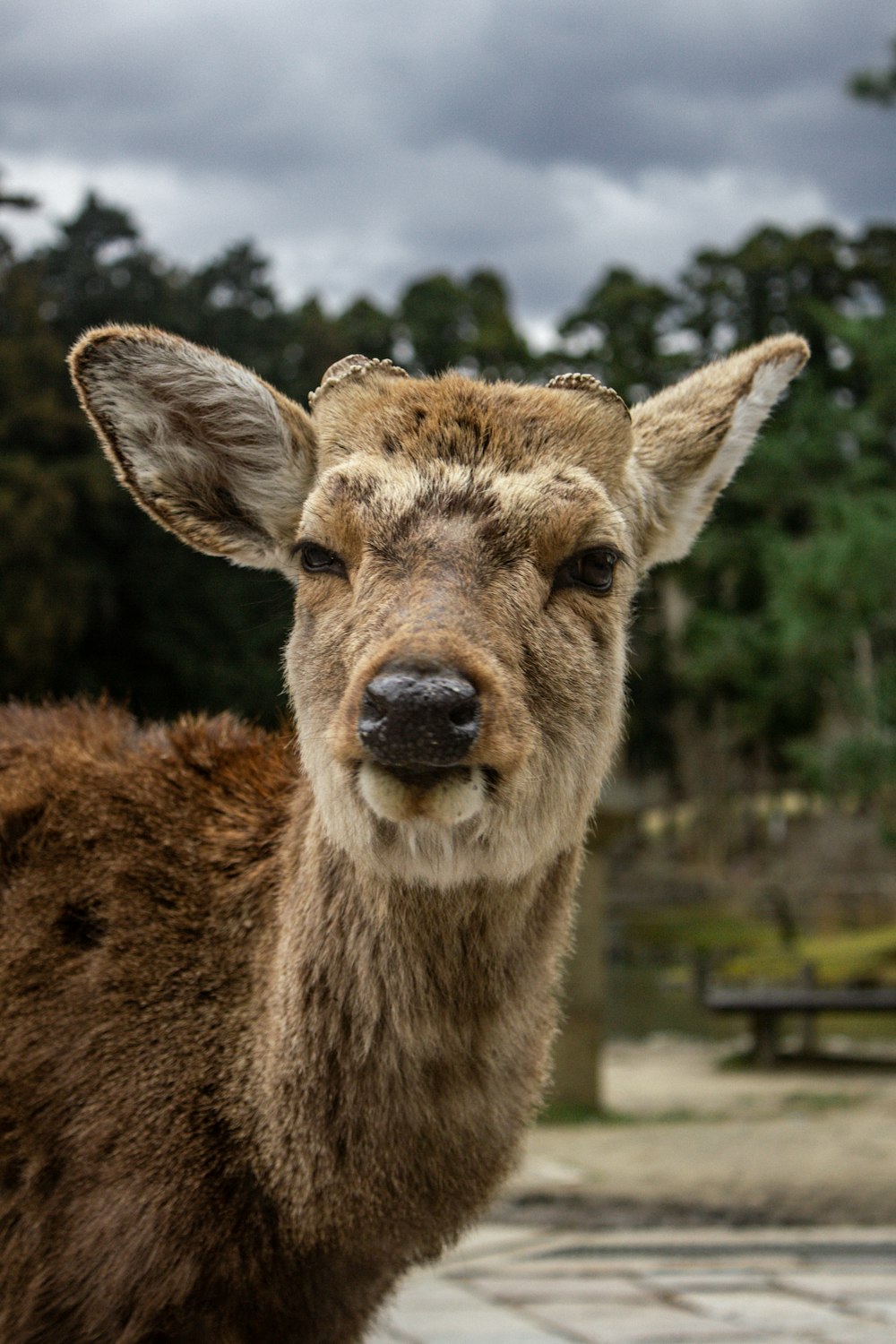 brown deer standing on green grass field during daytime