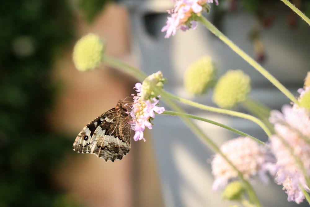 brown and black butterfly on pink flower