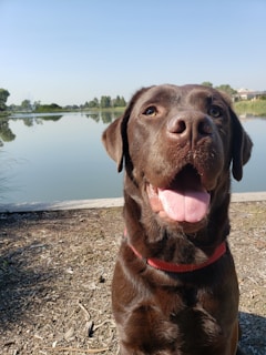 A happy dog splashing in a clear lake during a sunny afternoon at paw-venture