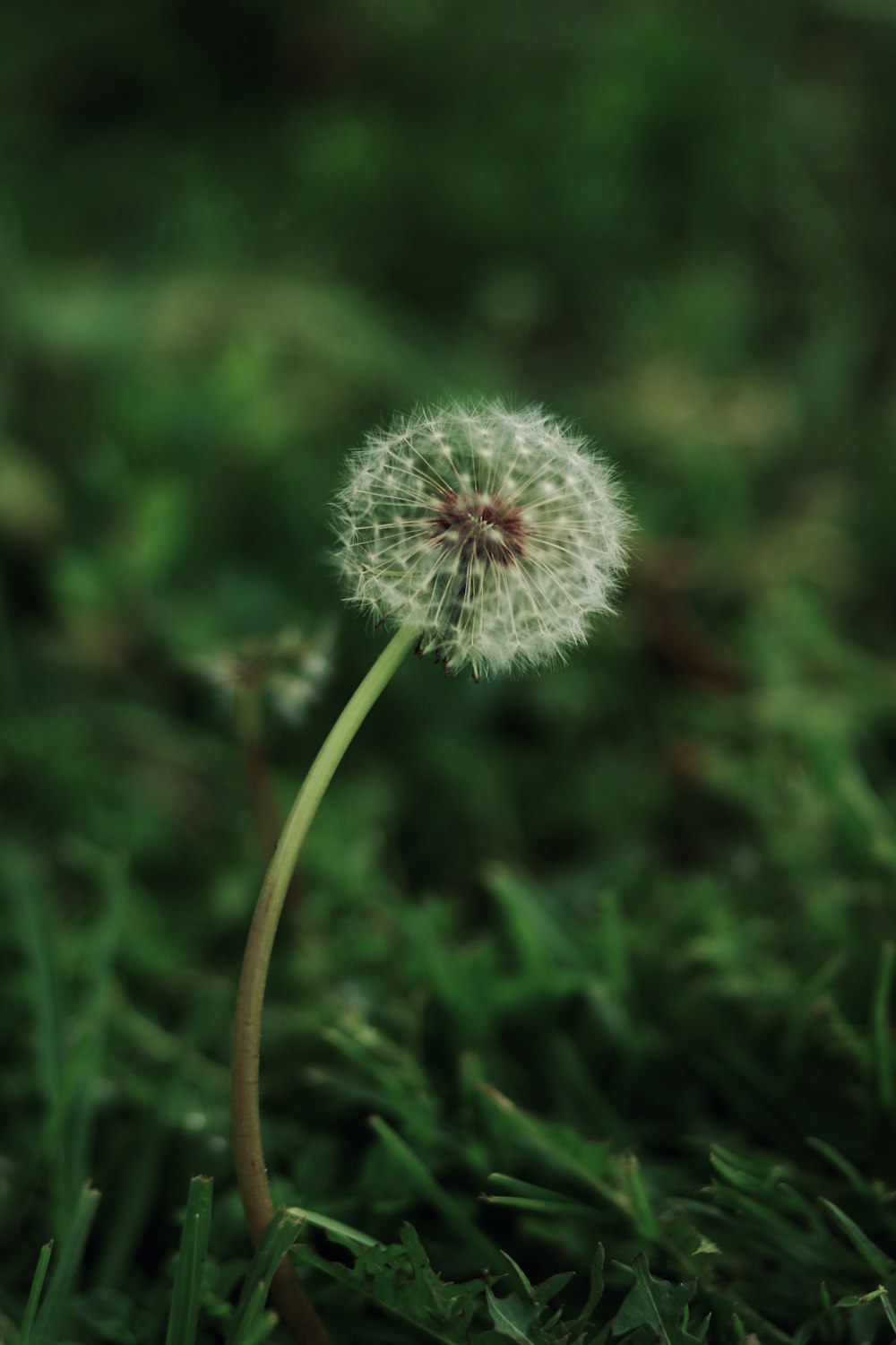 white dandelion in close up photography