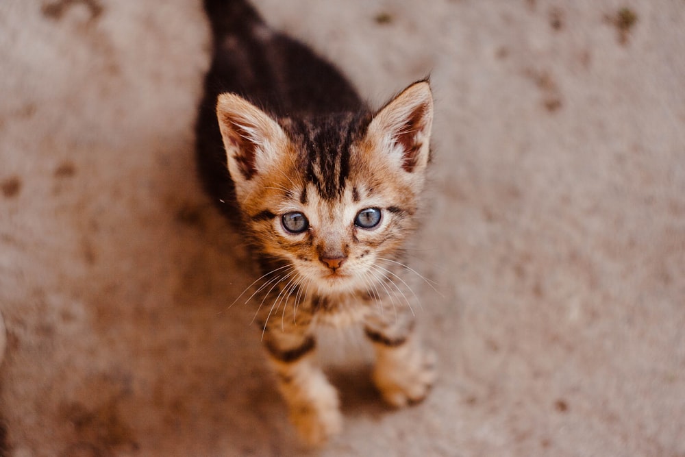 brown tabby kitten on brown sand