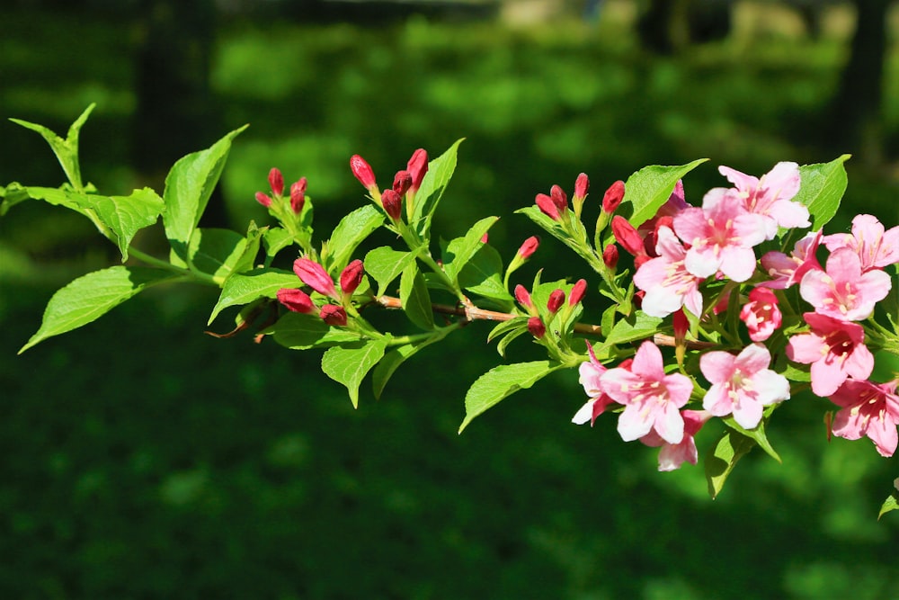 rosa und weiße Blumen in der Tilt Shift-Linse