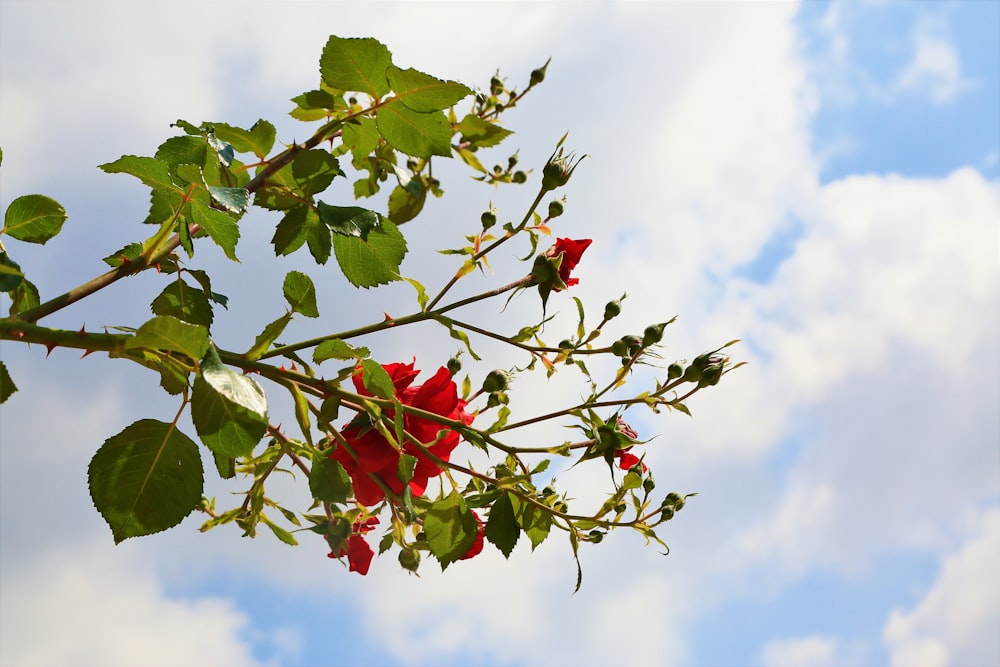 red flower buds under blue sky during daytime