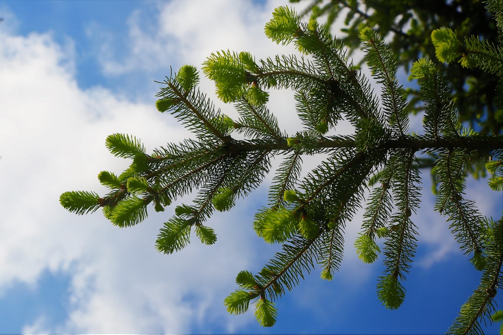 green leaf tree under blue sky during daytime