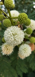 Classic Wooden Beehive