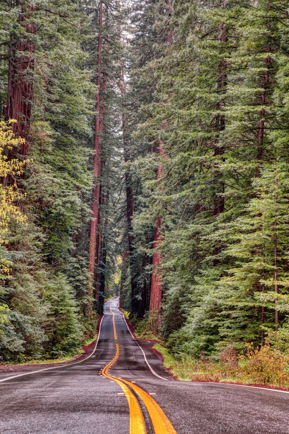 black asphalt road in the middle of green trees