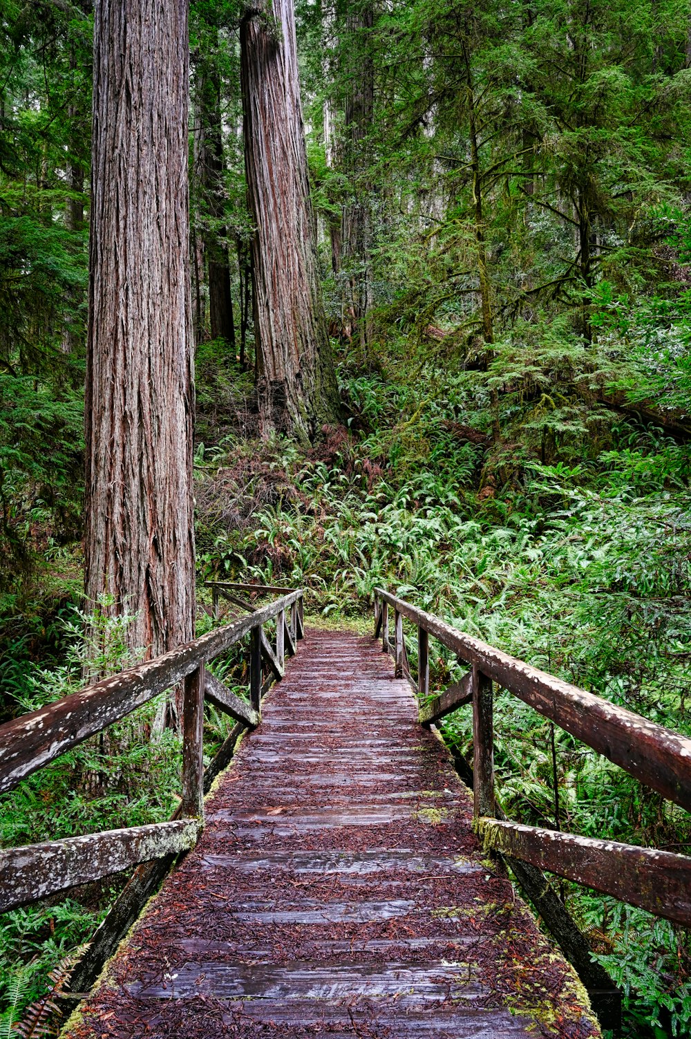 brown wooden bridge in the woods