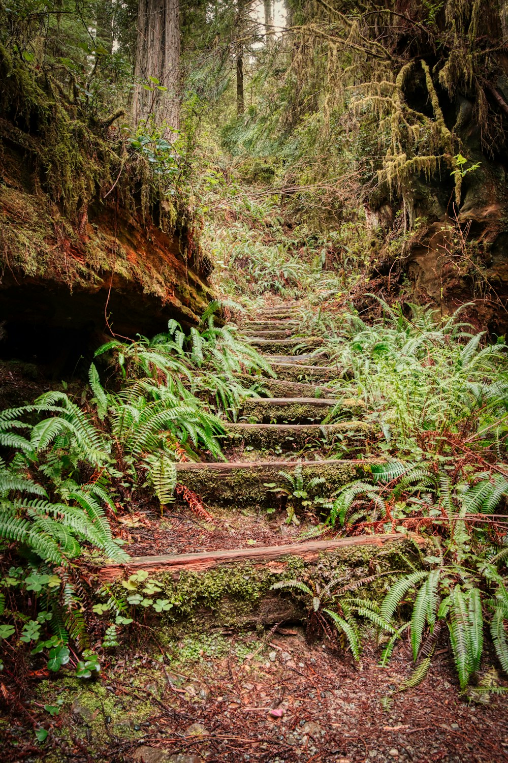 green plants on brown soil