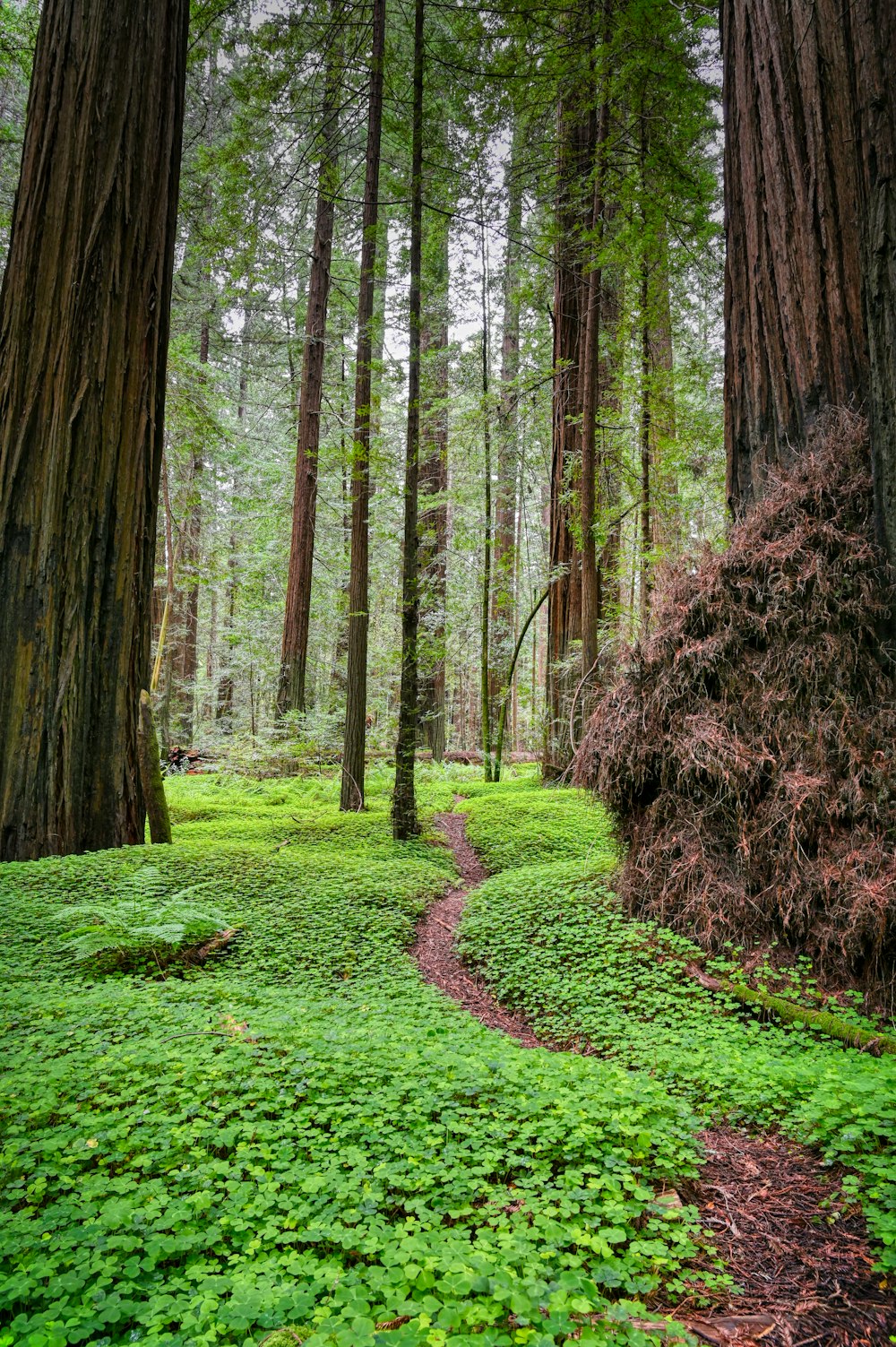 green grass field with brown trees