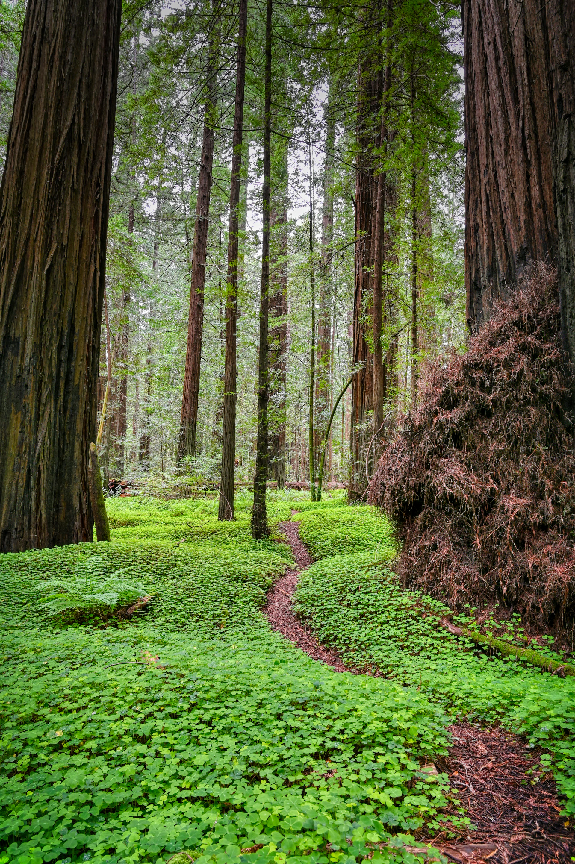 green grass field with brown trees