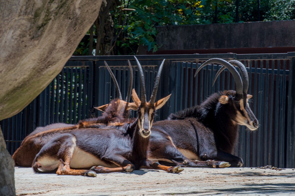 brown and black animal lying on ground