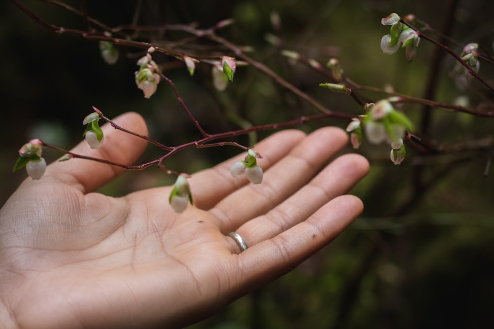 green fruit on persons hand