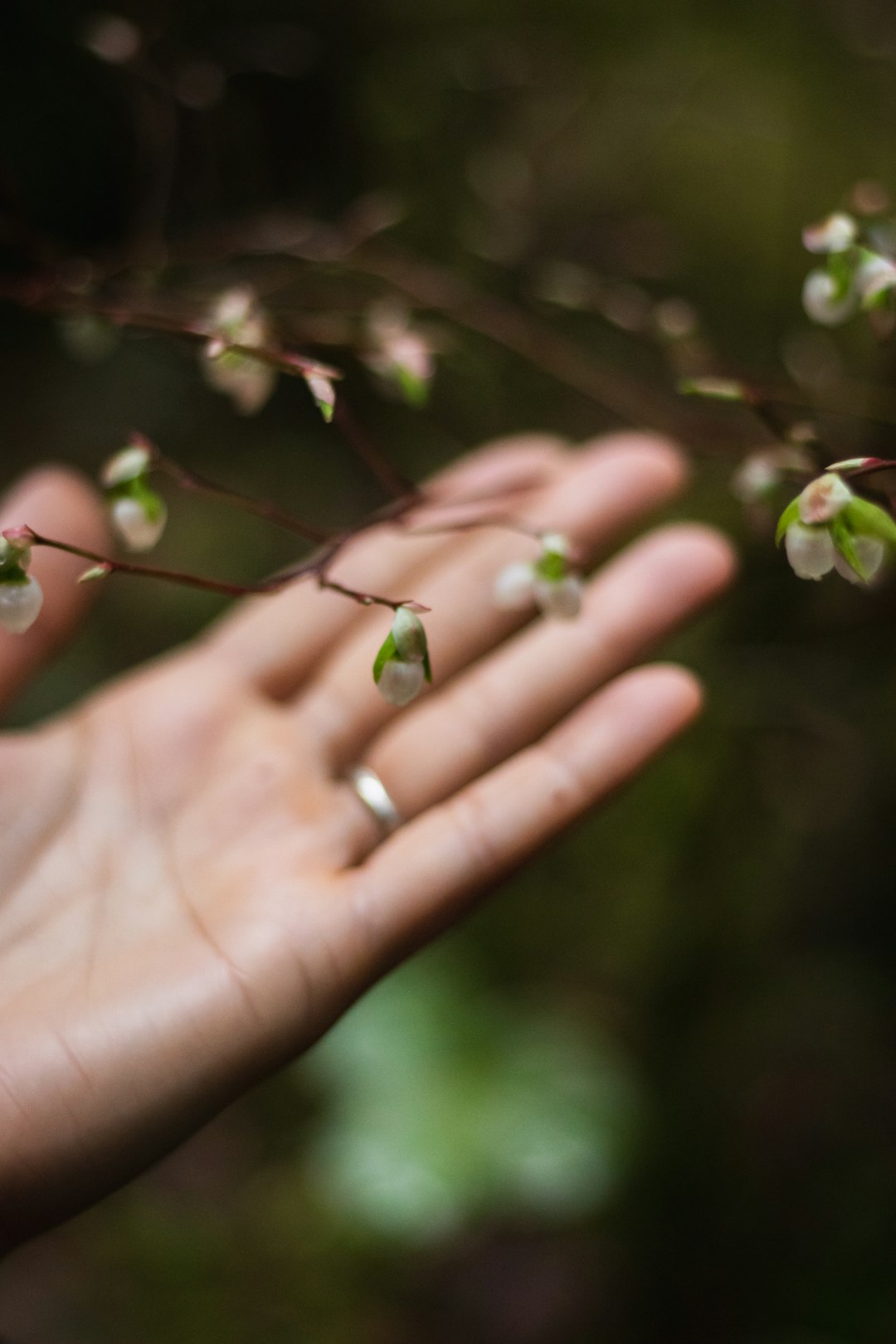 soft focus of woman's hand gently holding budding leaf