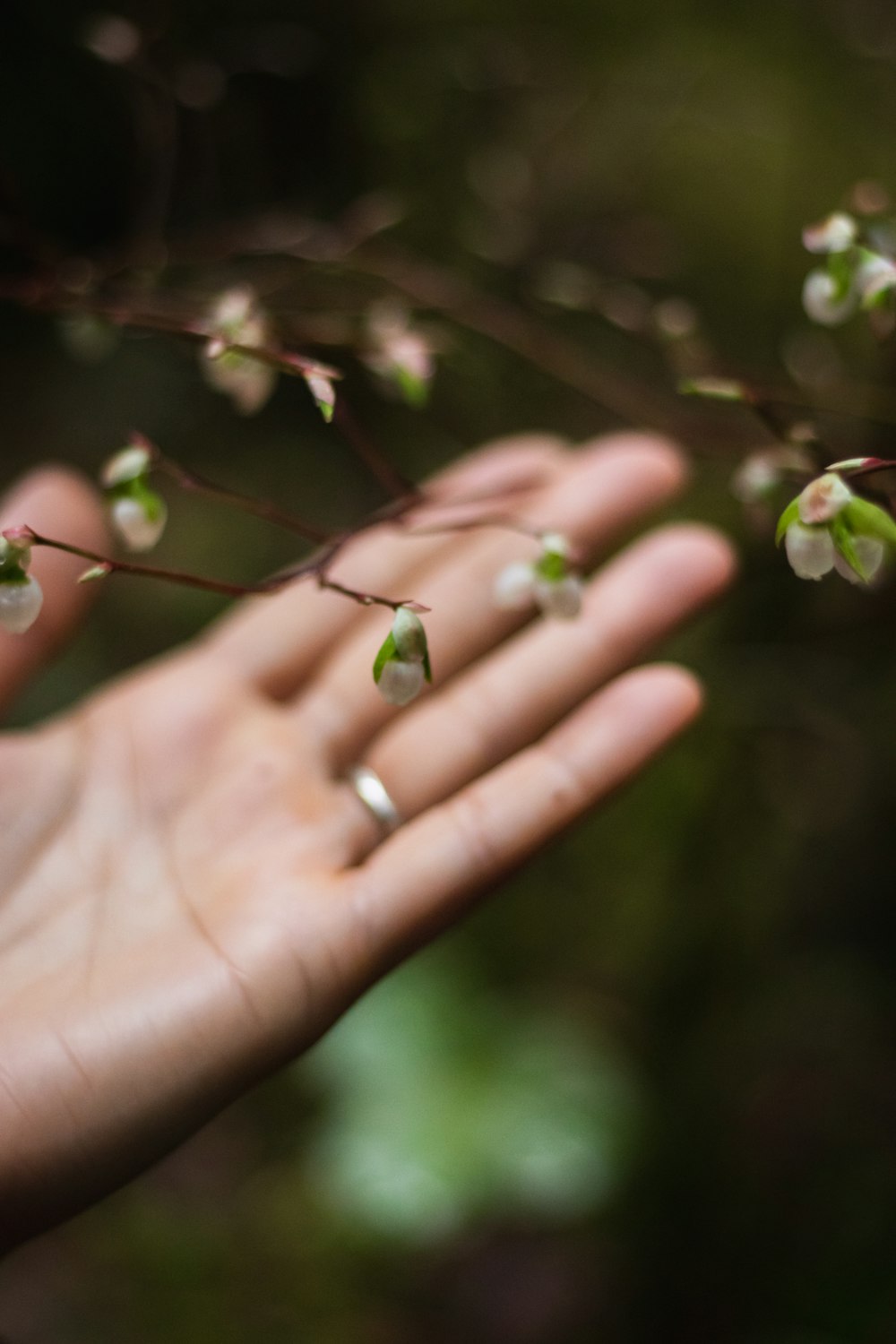 green and brown oval fruit on persons hand