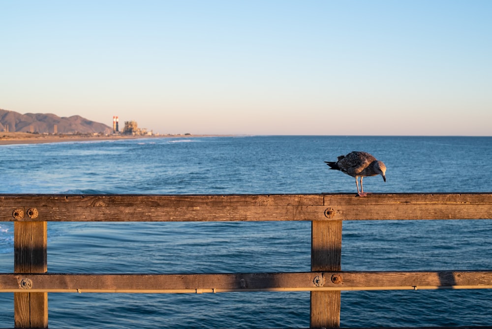 brown and white bird on brown wooden fence near body of water during daytime