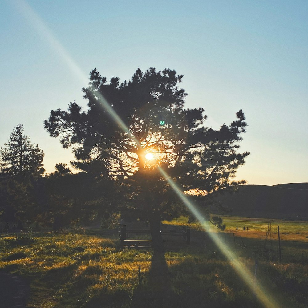 sun rays over green trees