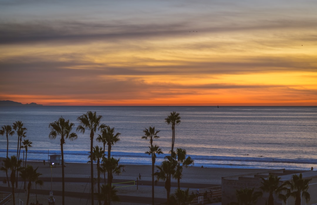 palm trees near body of water during sunset