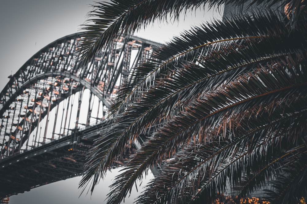a palm tree and a bridge in the background
