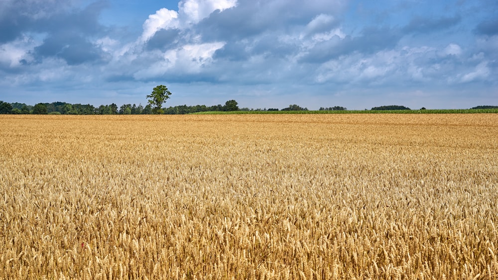 brown wheat field under cloudy sky during daytime