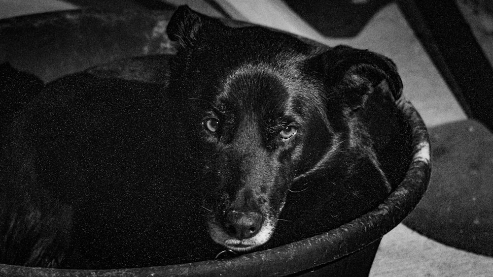 black labrador retriever puppy in black round container