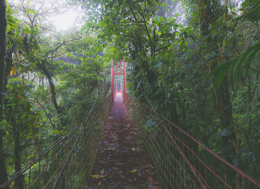 red bridge in the middle of the forest