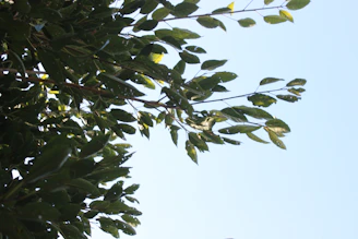 A skilled arborist trimming a healthy tree with bright green leaves on a sunny day.