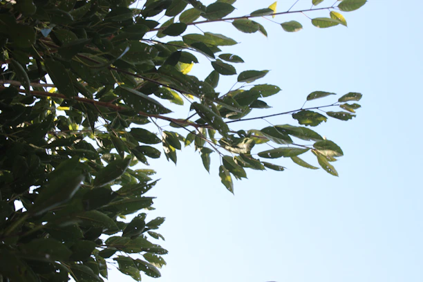 A skilled arborist trimming a healthy tree with bright green leaves on a sunny day.