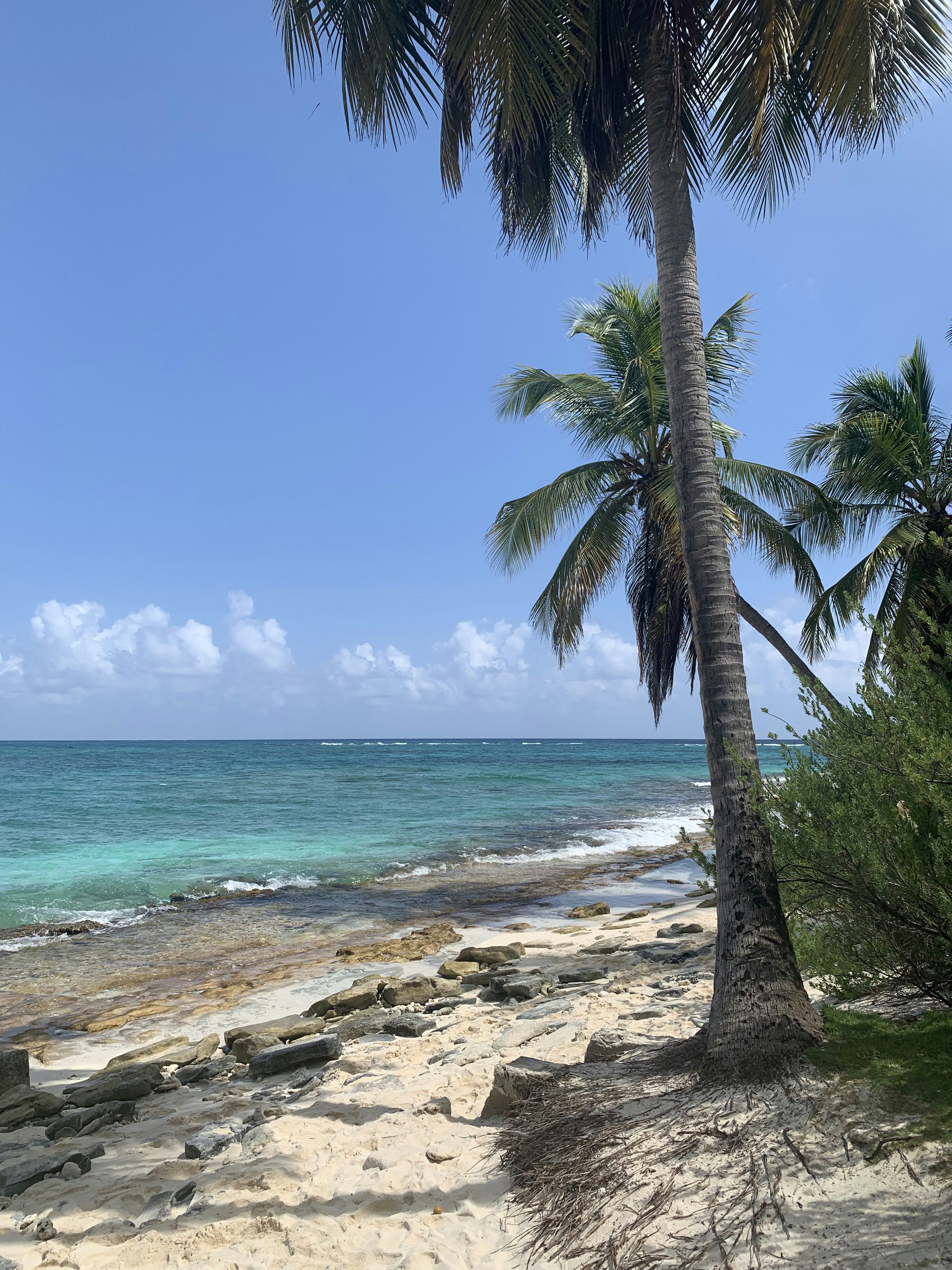 green palm tree near sea during daytime