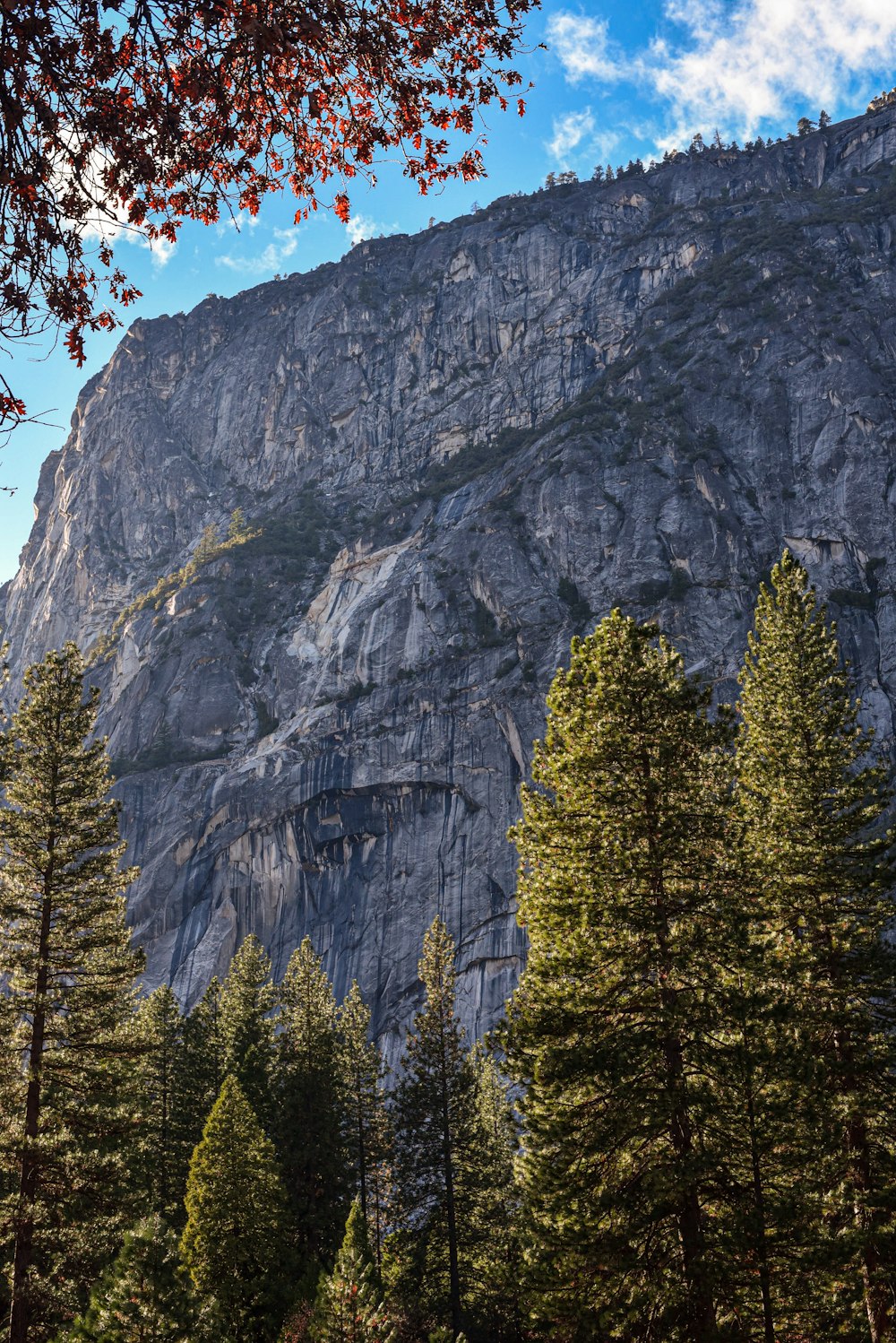 green pine trees near gray rocky mountain during daytime