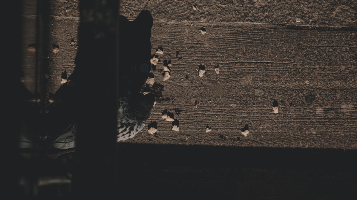 general related image for: Bloomberg: Ark Funds Show Unusual Trading Linked to IPOs Like Klarna