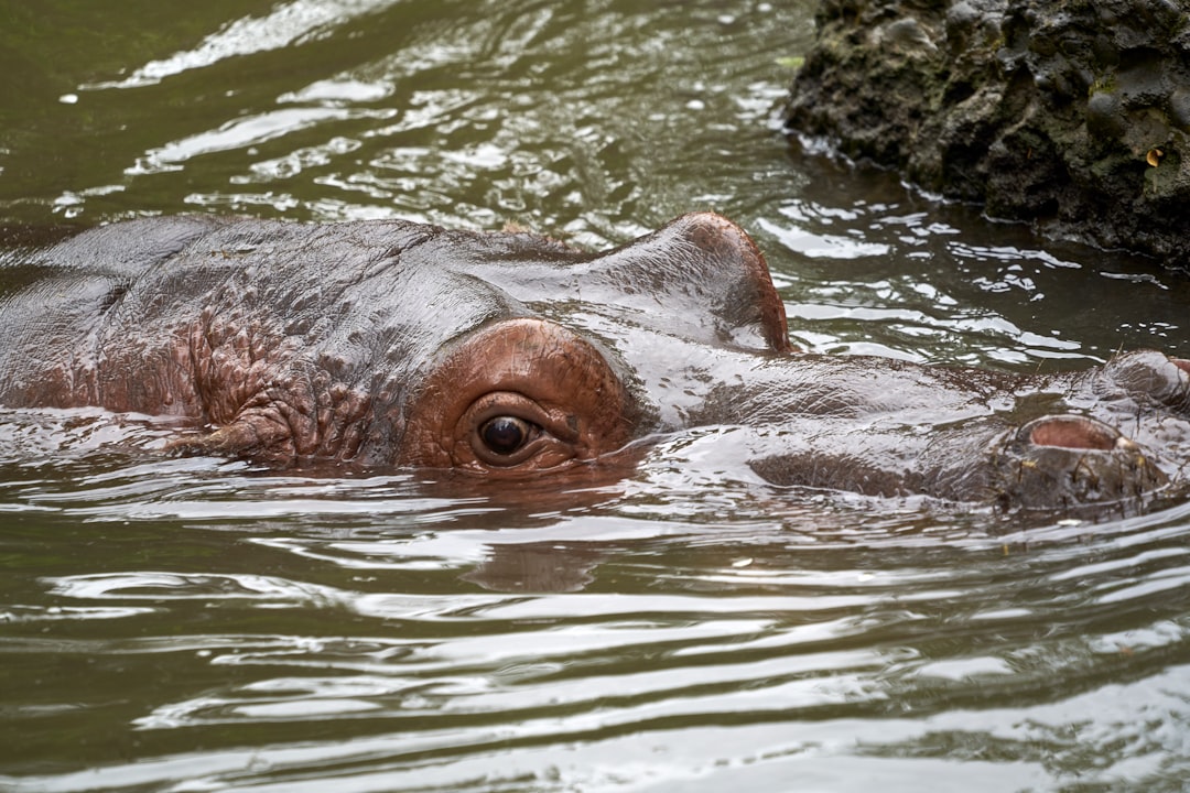 brown animal in water during daytime