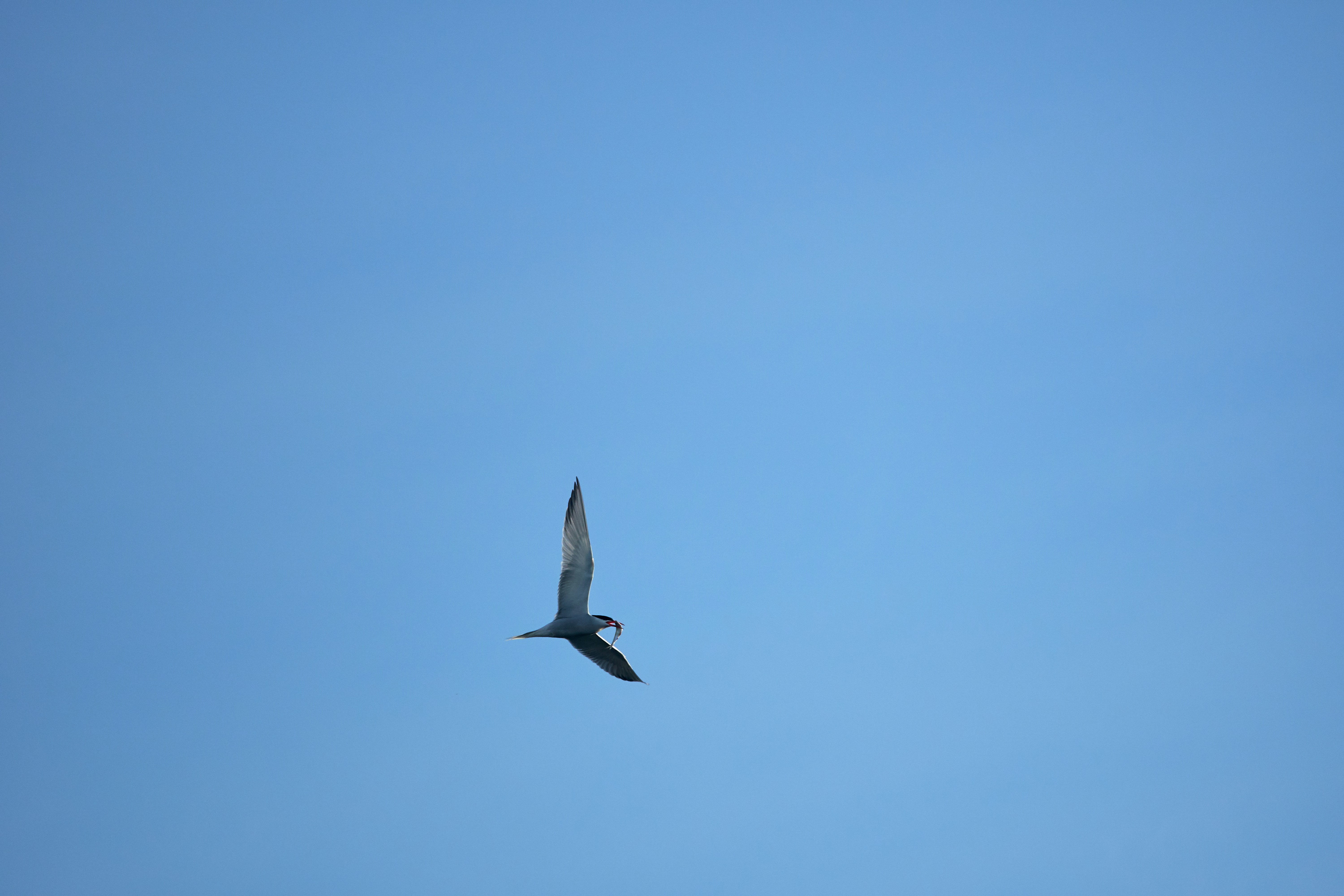 Photo by wolfgang_hasselmann