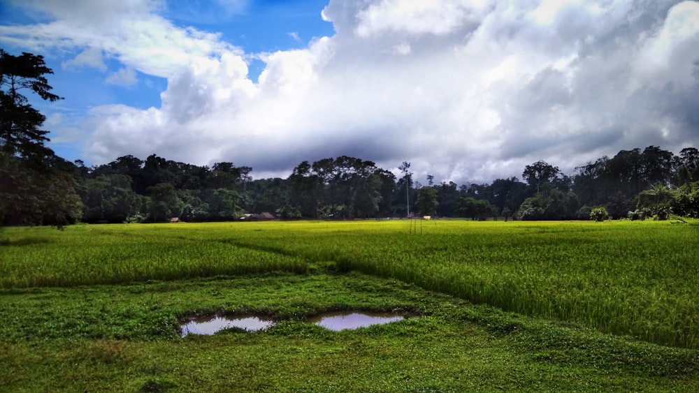 green grass field under white clouds and blue sky during daytime