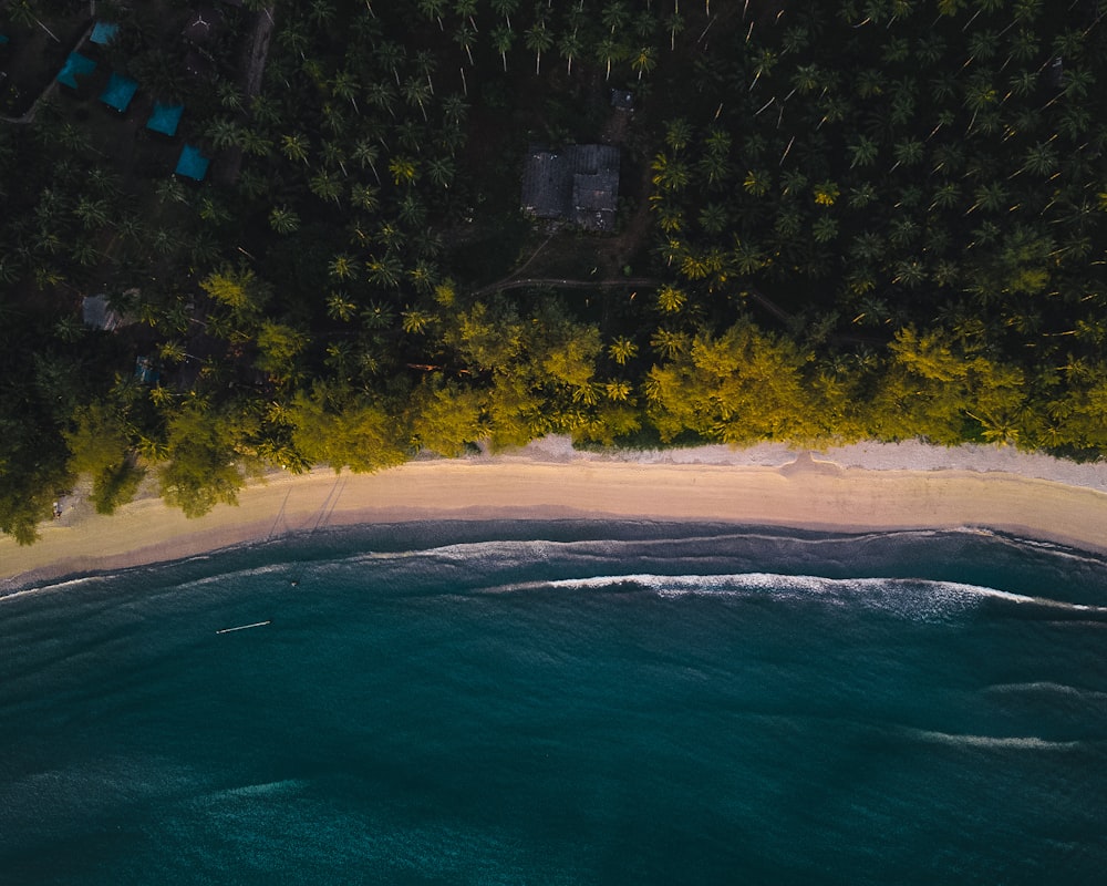 green body of water near trees during daytime