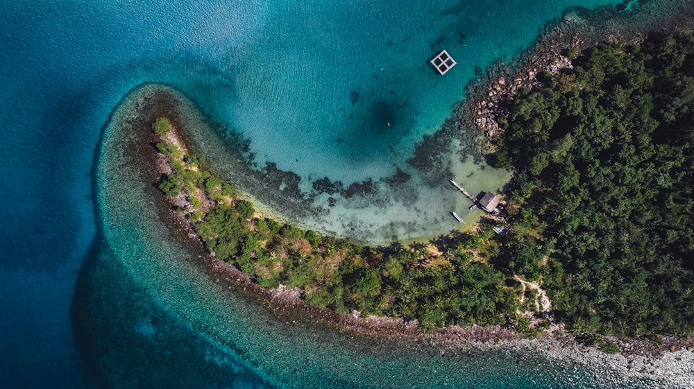 aerial view of green trees and body of water during daytime