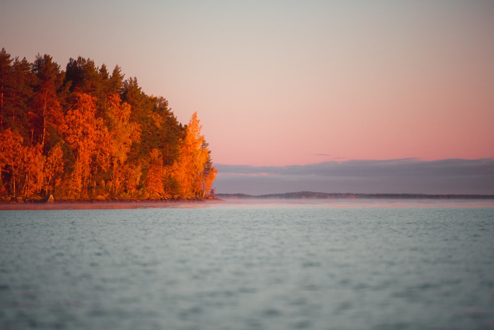 red and yellow trees beside body of water during daytime