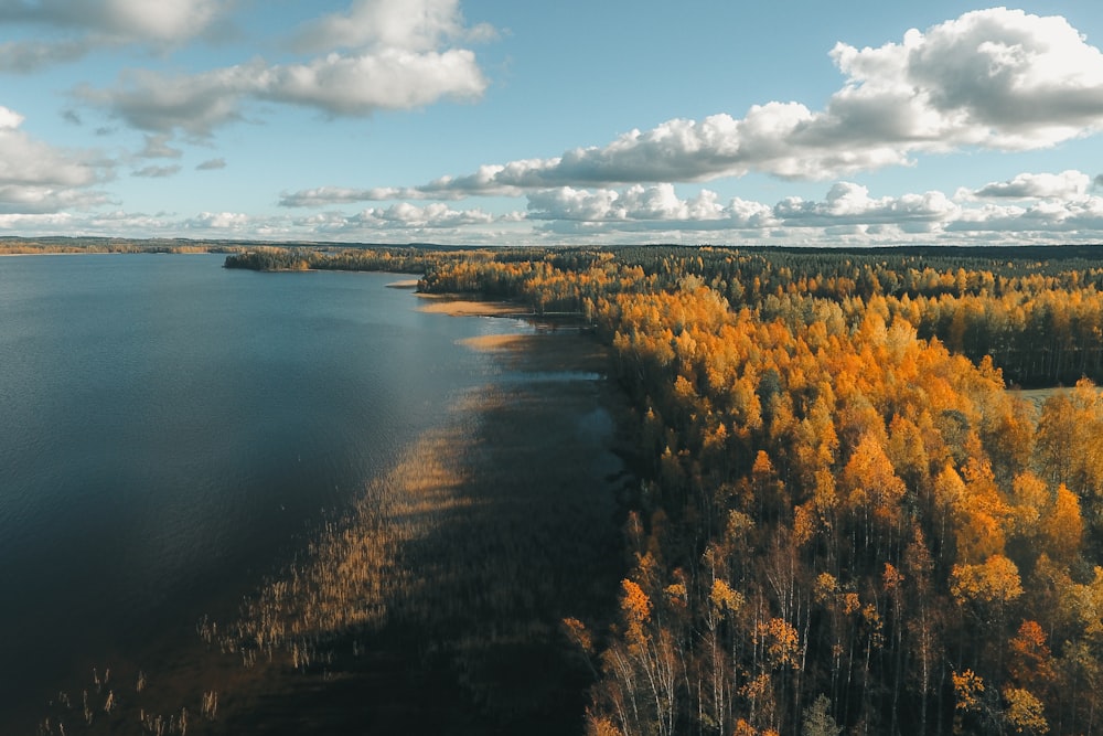 green trees beside body of water under cloudy sky during daytime