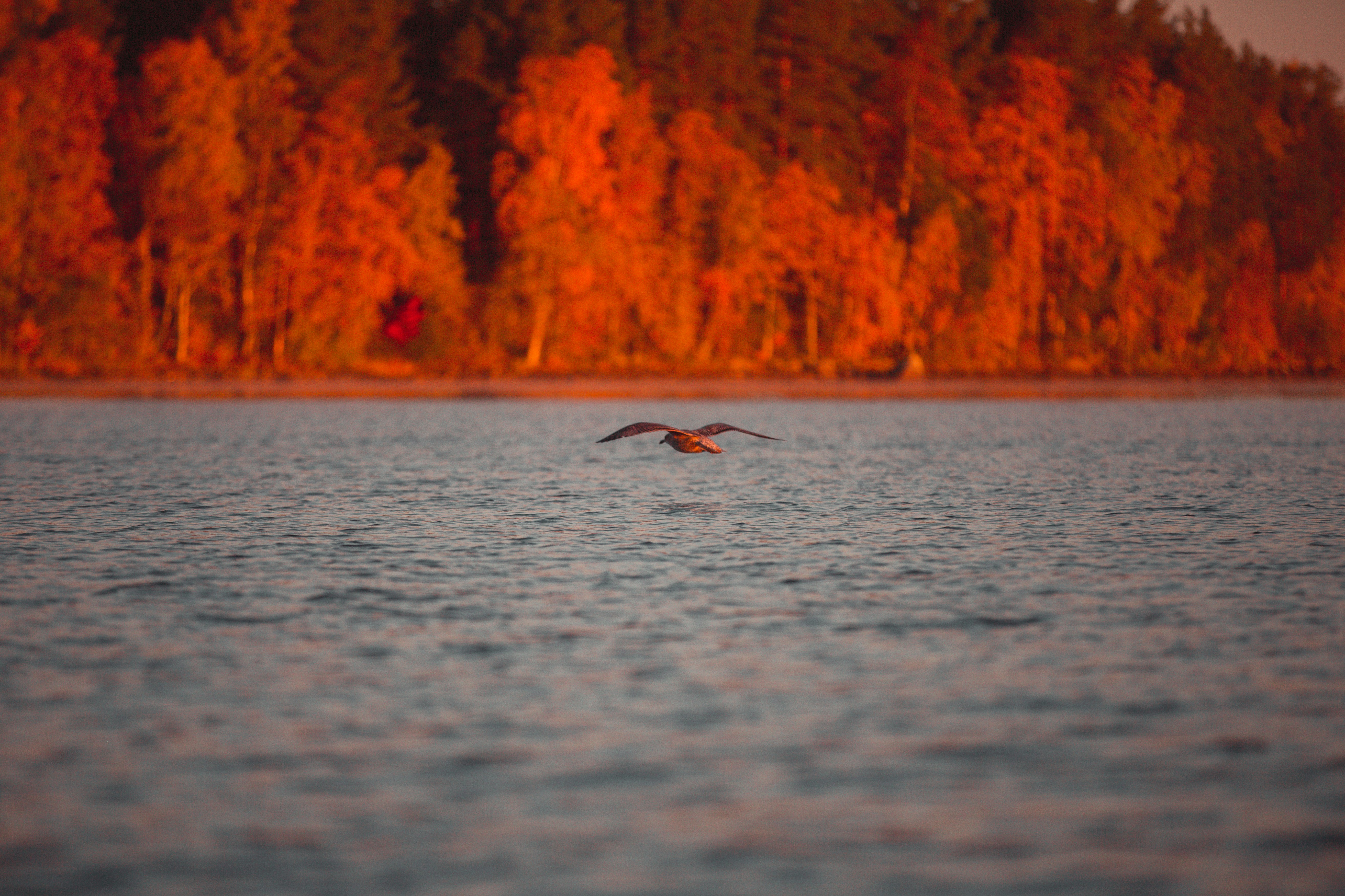 brown bird flying over the lake during daytime