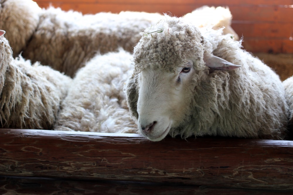 white sheep on brown wooden cage