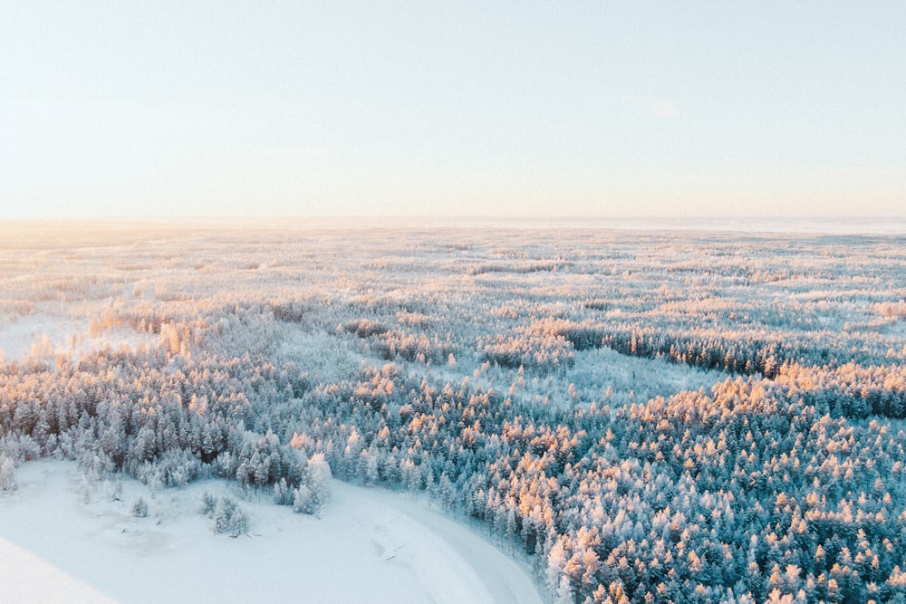 árvores cobertas de neve durante o dia