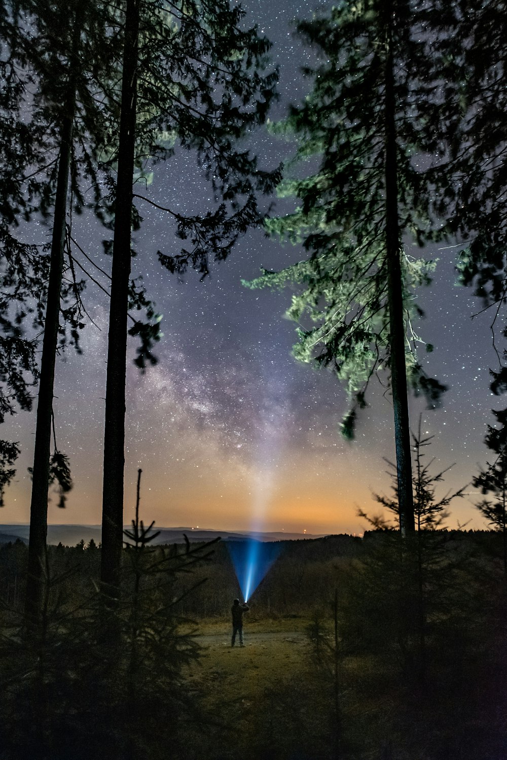 silhouette of trees under blue sky during night time