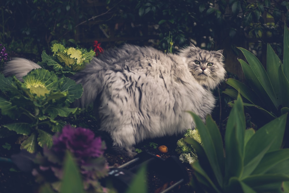 white and gray long fur cat on green grass