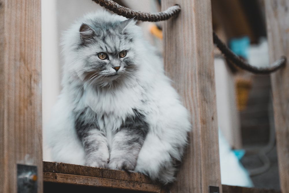white and gray long fur cat on brown wooden fence