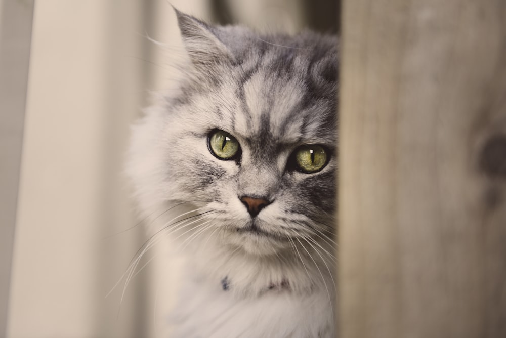 grey and white cat in close up photography