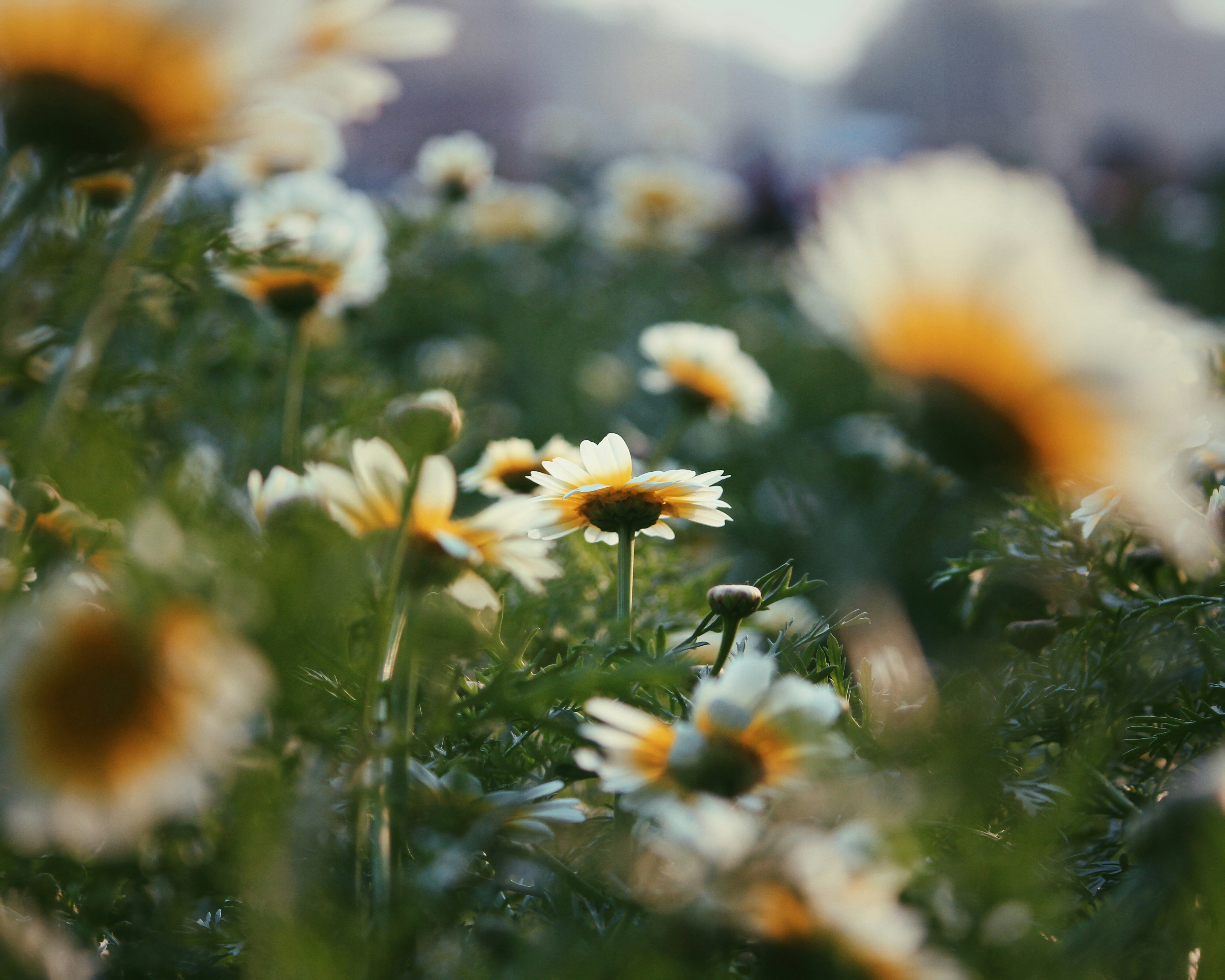 Photo by abhidevvaishnav