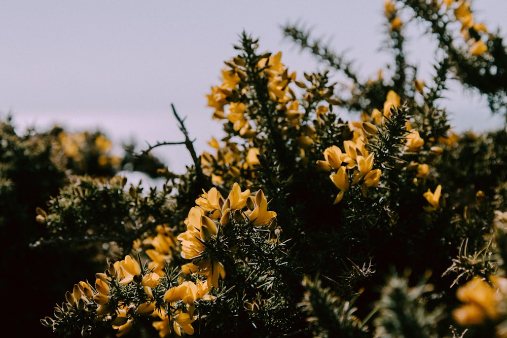 yellow flowers in tilt shift lens