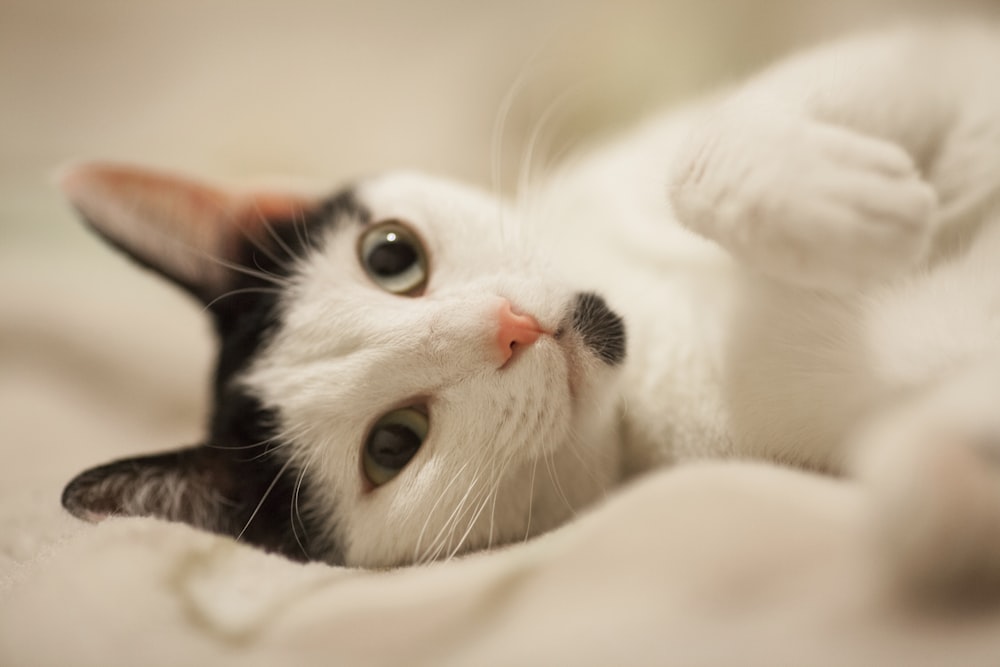 white and black cat on white textile