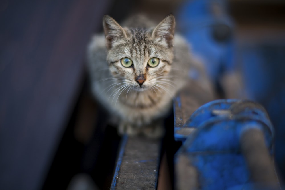 brown tabby cat on blue wooden bench